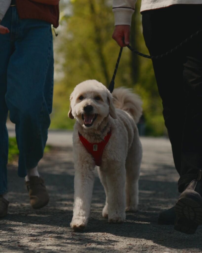 Dune the Goldendoodle out for a walk with the Hoeppner family